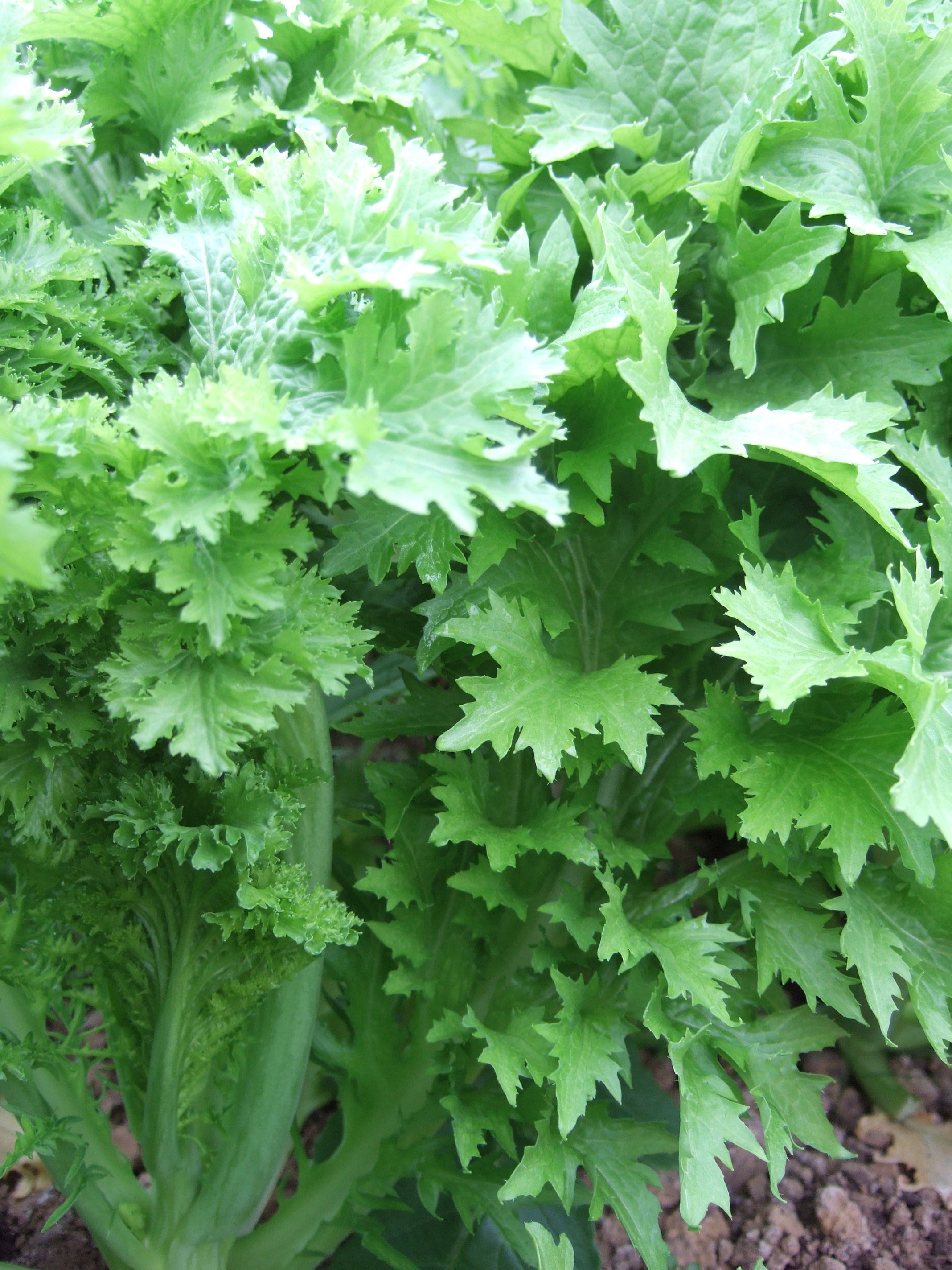 Wasabina at NamaYasai LLP Japanese Vegetable Growers in the UK